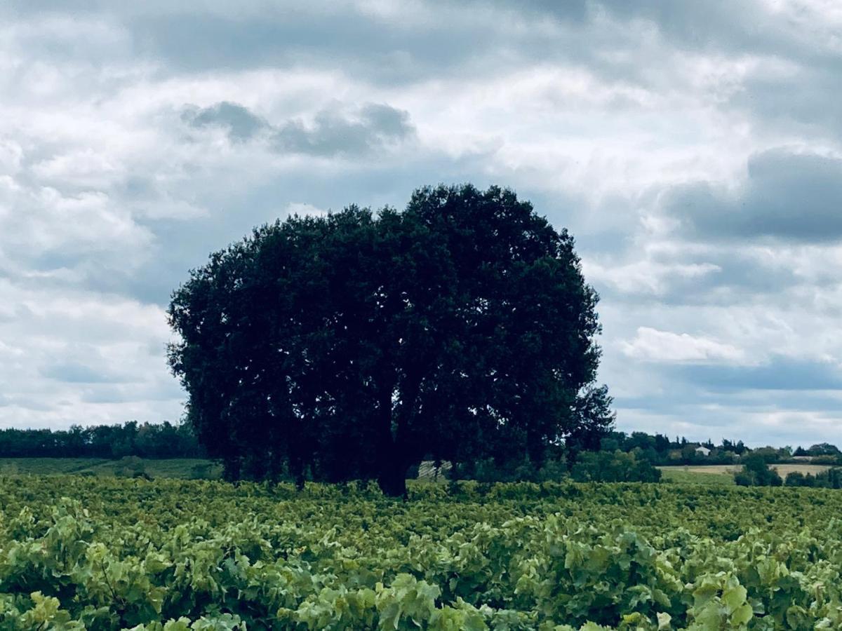 " Venez Dormir Chez Nous " #Condom#Gascogne#D'Artagnan#Armagnac#Le Bonheur Est Dans Le Gers Exterior photo
